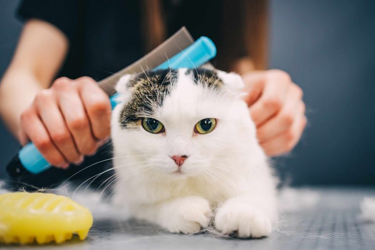 How to Tell Whether a Pet Coat Needs Brushing, Combing, or a Pause
