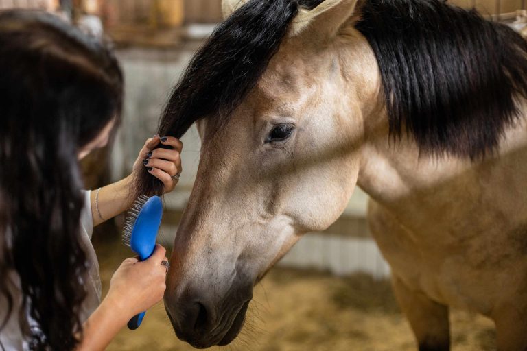How to Set Up a Calm Grooming Area Before Touching the Coat