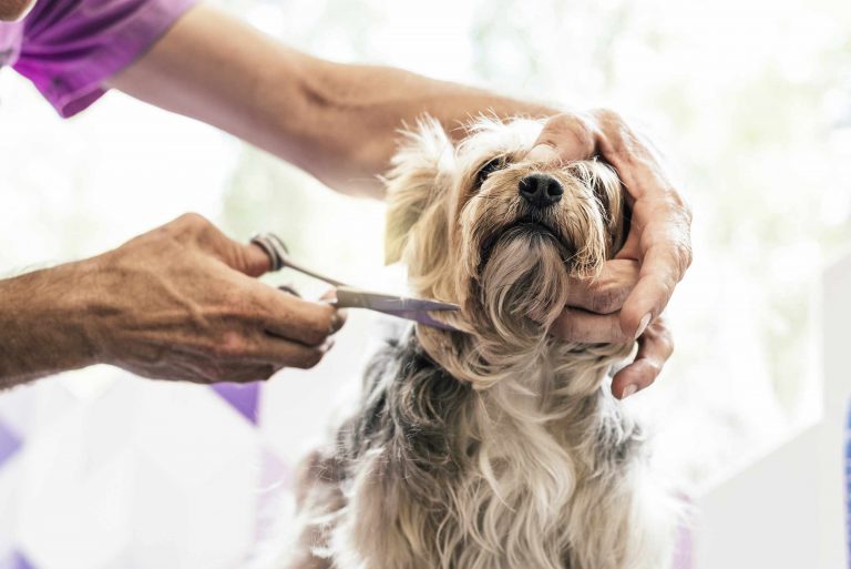 A Beginner’s Guide to Slicker Brushes, Pin Brushes, and Comb Checks